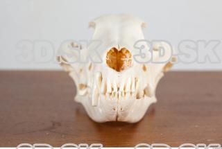 Skull photo reference 0019